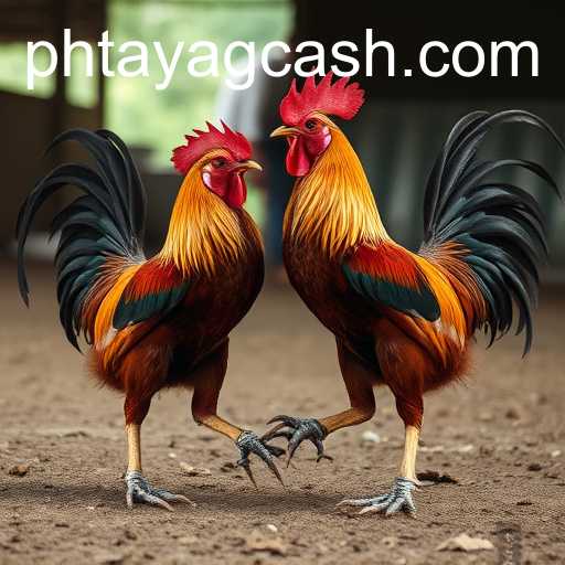 Exploring the Culture and Evolution of Sabong Games with PH TAYA